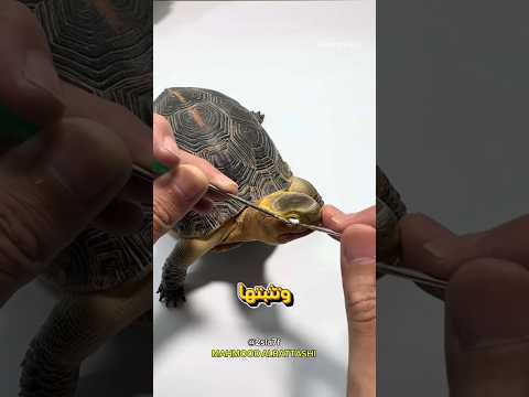 حنط السلحفاة و كأنها حية 🤯🔥 #السعودية #اكسبلور #turtlewatching #turtle #العراق