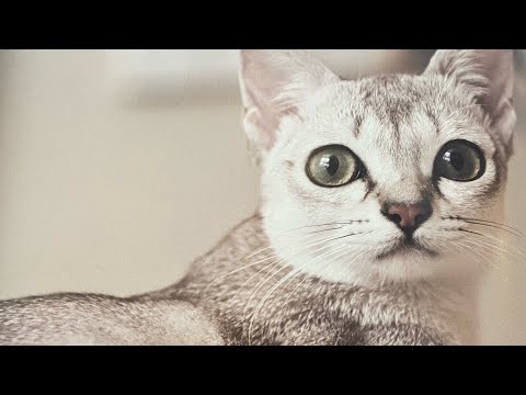 In this video you will find many beautiful cats