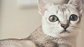 In this video you will find many beautiful cats