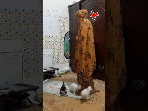 Kucing Ingin Shalat โ๏ธ