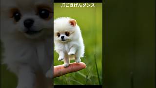 ちっちゃくてかわいいワンコのごきげんダンス♥ちいかわな動画たち #adorablepuppy #cuteanimals #cutepuppy #petlovers #miniaturedog