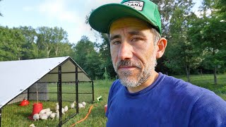 Using a Big Metal Coop for Turkeys on Pasture
