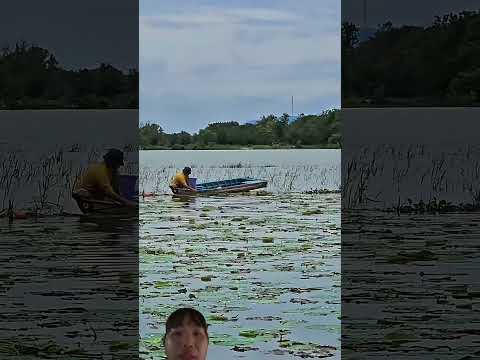 Khu vực Tây Ninh mùa nước nổi gặp những đám ruộng của người dân đi giăng lưới cá bức bông súng