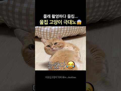 그루밍 하다 카메라 발견 0.1초 후🔥
