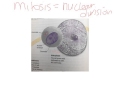 Cell Cycle and Division Concepts