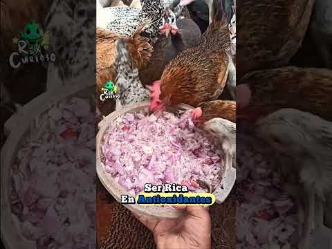 cebolla para gallinas