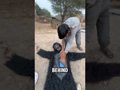 oh this gorilla is very intelligent and kind