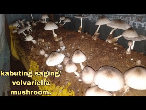 kabuteng saging/volvariella mushroom