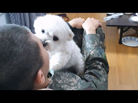 군 입대한  오빠를 5주 만에 만난 강아지 반응