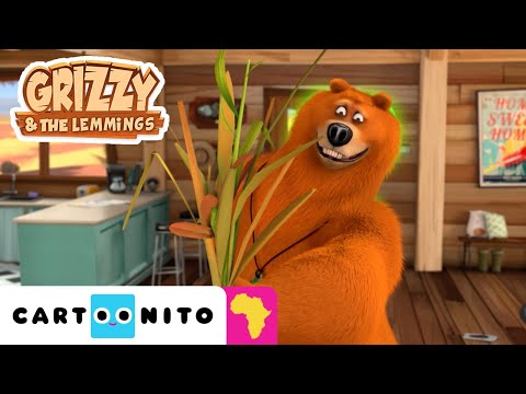 She-Bear Returns | Grizzy and The Lemmings | Cartoons For Kids | @CartoonitoAfrica​