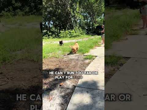 The Dog With Stretchy Skin… Who Still Smiles #short #dog