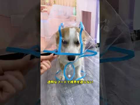 [Giipet]犬用レインコート☂#giipet  #ペット #ペット用品 #cat #petテープ#pets #子犬  #おすすめ #ゴールデンリトリバー #cute #automobile