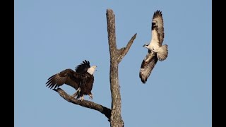 Jackie & Shadow Dave Update ~