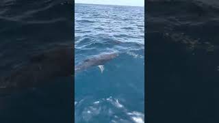 50lb Cobia