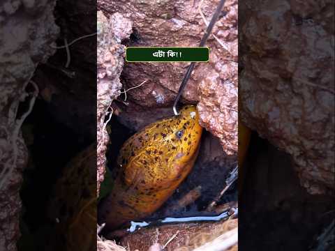 এটা কি বলতে পারেন || voice of nature #viralvideo #trending #fishing