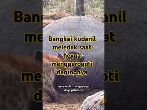 Bangkai kudanil meledak saat heyna menggerogoti dagingnya #heyna #kudanil