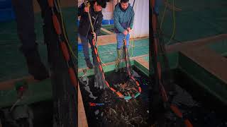 Few premium pickup koi from miyataro japan🇯🇵 are booked to India🇮🇳... pre-book ☎️ @ +91 7397224998