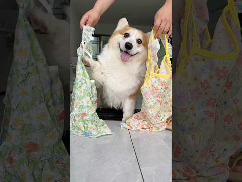 #dog #corgi #mypet