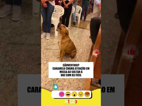 Caramelo ‘cantor’ rouba a cena na missa 🎶🐾