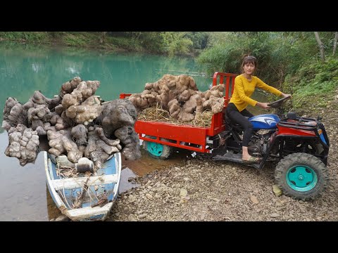 Full video: 35 Days On The Farm Harvesting - Use 4-wheeled Truck Transport Ducks, Forest Roots Sell