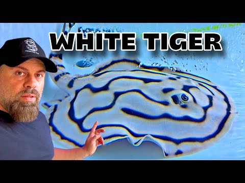 “We FOUND a HIDDEN Stingray FARM in SINGAPORE! (INSANE RAYS)”