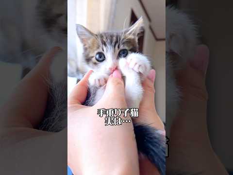 手乗りサイズの子猫「ぽんぽこお腹」が可愛すぎてたまらない…【預かり保護猫】