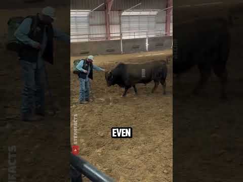 This Bull’s Reaction to Recognizing Its Caretaker Will Melt Your Heart