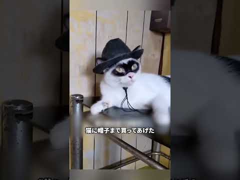 サングラスをかけている猫ちゃん