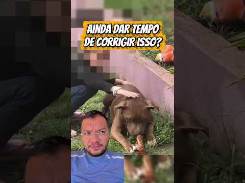 Os cรฃes devem ser corrigido desde pequeno para que quando entre na fase adulto respeitem seus donos