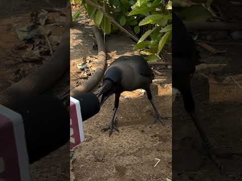 Bolta kauwa 1st time talkative crow bird #crow #kauwa #crows #crowbird #kauwachidiya #crowing