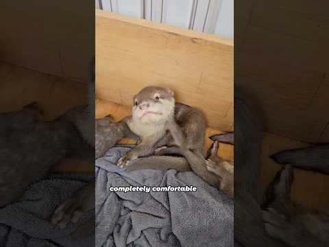 Pirate Otter Chooses a Man to Have Babies With#animals #otter #friendship #cute #shorts