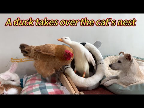 The duck took over the cat's nest! The rabbit and the hen were angry! The puppy tried to make peace!