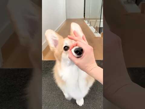 cute actions of smart dog