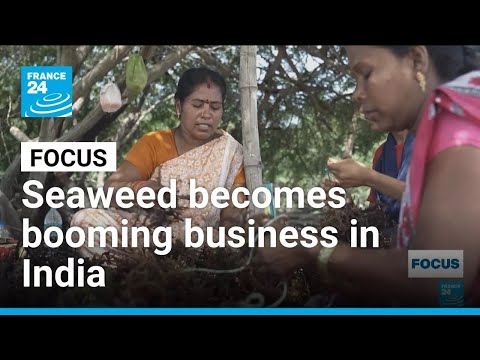 YouTube video thumbnail: Seaweed Becomes Booming Business in India's 'Blue Economy'