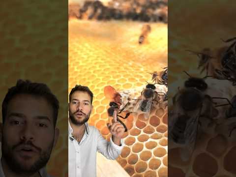 NACE ABEJA REINA 🐝 #abejas #abejareina #colmena #panal #biologia #curiosidades #nacimiento #miel