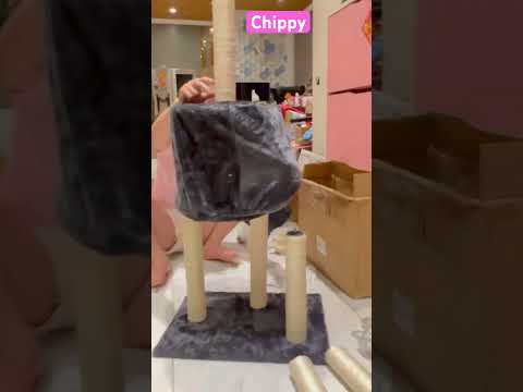 Laytv #chippy
