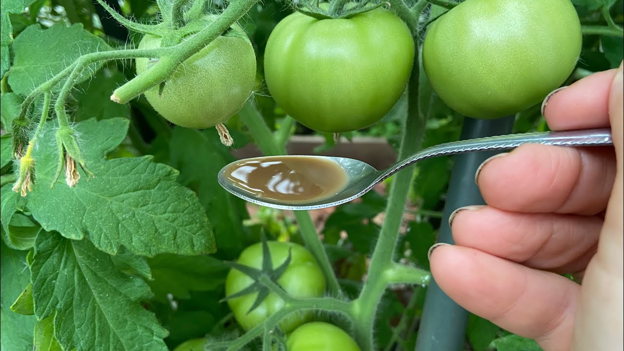 Делаю так в июне и томаты никогда не болеют!