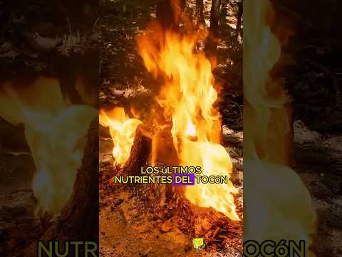 Usaron fuego para lidiar con el tocón. #didyouknow