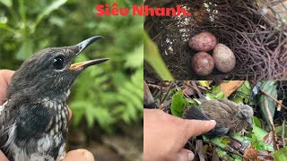 Phát Hiện Đàn Chim Chào Mào Ngủ Trên Cây Cực Thấp // Thử Đi B.ẫy Choè Than Bánh Tẻ//@Tuânhue1982 .