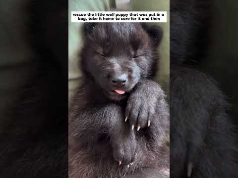 A family rescued a puppy that was put in a bag. #wolf #animals #shorts