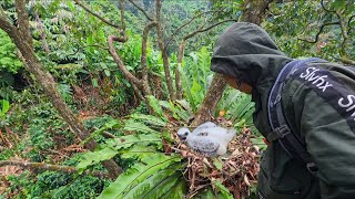 MENGGEMPARKAN..!! Menemukan Sarang Hewan Super Langka Saat Mancing Ikan Channa Limbata Disungai
