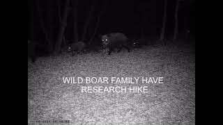 WILD HORKS - Divji prašiči