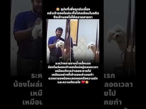 กลัวเจ้าของใหม่จะทิ้งไปเหมือนในอดีต #ร้านกรูมมิ่ง #สุนัข #สุนัขน่ารัก #สุนัขโดนทิ้ง