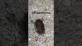 Ants gathering food #ants #gathering #food #canada #dailyvlog #walking