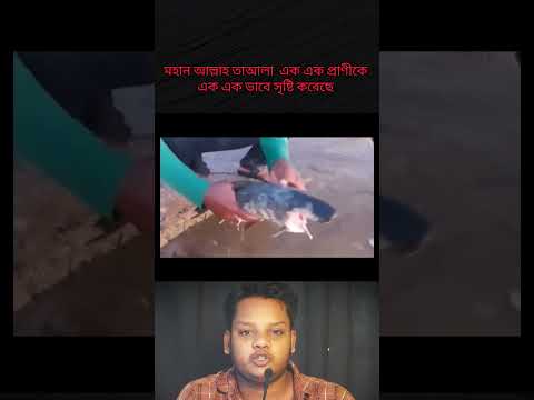 Allah can do anything if He wants #viralvideo #reality #allah