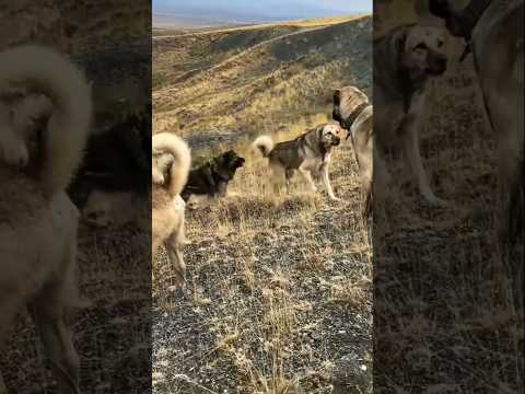 KANGALLARIN KARŞILAŞMASI #kangal #short #keşfet #reels  #hepsigerçek