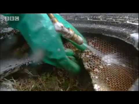 Killer bees – don’t provoke an attack – Ultimate Killers – BBC wildlife - Kids and Science