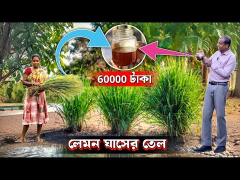 লেমন ঘাসের তেল বেচে আয় ৭ লাখ টাকা। Lemon Grass Farming | Medicinal Herbs। Lemon Grass Oil