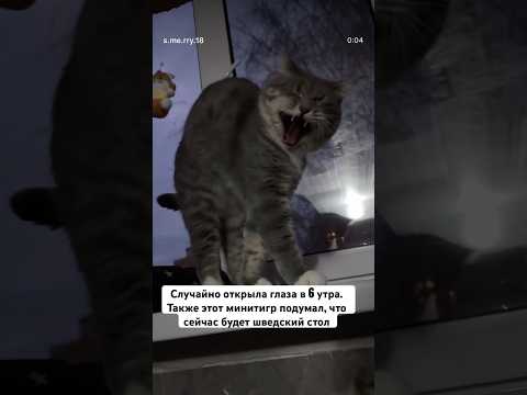 #рекомендации #юмор #прикол #котики #cat #catvideos #cats #catshorts #funny #funnycats #funnyshorts