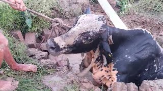 😭😭🙏🙏20 फिट गहरे कुएँ से गाय माता को सुरक्षित बाहर निकाला गया।#humanity#animallover#respect#caw#help
